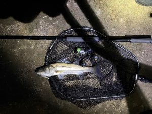 【板橋店】ハイシーズンの終わりを感じた多摩川シーバス&年末25%買取アップキャンペーンについて&中古入荷情報