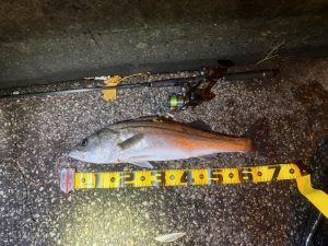 【板橋店】まだ釣れるのか？多摩川シーバス調査&シーバスルアー入荷情報