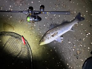 【板橋店】寒くてもシーバス～多摩川上げ潮攻略～