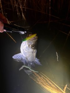 【板橋店】バチ抜け本格開幕！！！多摩川シーバス調査&鶴見川河口のアジング調査&トラウトルアー入荷情報