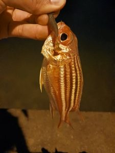 ☆沖縄うるま店釣果情報☆