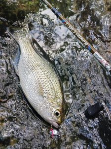 ☆沖縄うるま店釣果情報☆