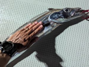 ★うるま店入荷続々！＆釣果情報★
