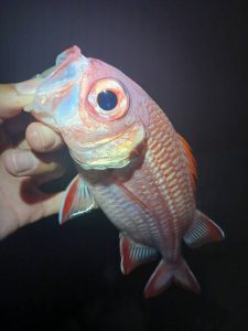 ☆沖縄うるま店釣果情報☆