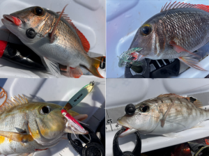 ⭐入荷情報⭐&🐟沖縄うるま店釣果情報🐟