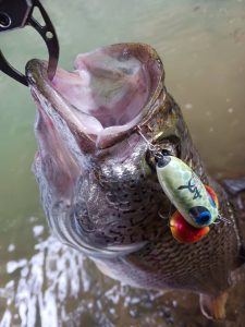 ☆沖縄うるま店釣果情報＆入荷情報★