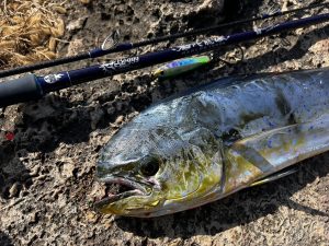 🐟沖縄うるま店釣果情報🐟
