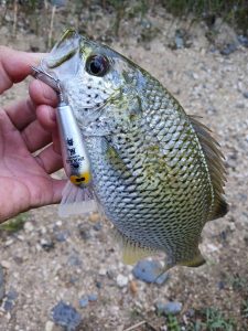 ☆沖縄うるま店釣果情報＆入荷情報★