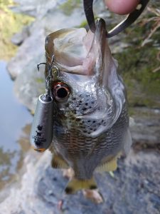 ☆沖縄うるま店釣果情報＆入荷情報★