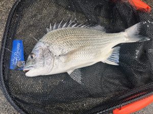 🐟沖縄うるま店釣果情報🐟