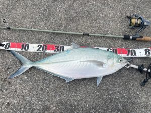 🐟沖縄うるま店釣果情報🐟
