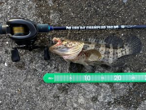 🐟沖縄うるま店釣果情報🐟