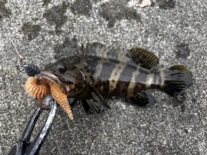 🐟沖縄うるま店釣果情報🐟