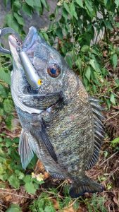 ☆沖縄うるま店釣果情報☆