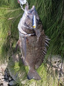 ☆沖縄うるま店釣果情報☆