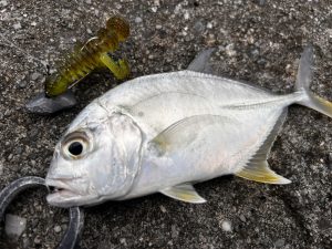 🐟沖縄うるま店釣果情報🐟