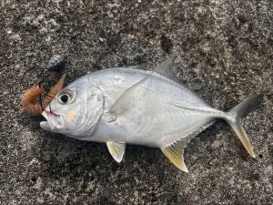 🐟沖縄うるま店オトク情報・釣果情報🐟