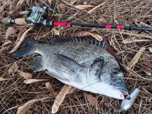 ☆沖縄うるま店釣果情報☆