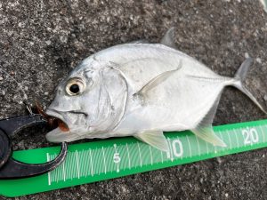🐟沖縄うるま店釣果情報🐟