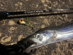 🐟沖縄うるま店釣果情報🐟