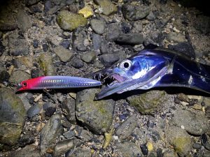 🐟沖縄うるま店釣果情報🐟