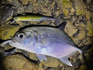 🐟沖縄うるま店釣果情報🐟
