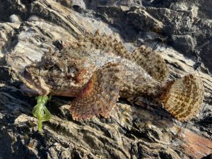🐟沖縄うるま店釣果情報🐟