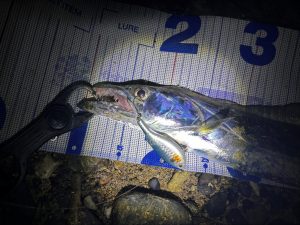 🐟沖縄うるま店釣果情報🐟