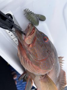 🐟沖縄うるま店釣果情報🐟SUPリベンジ🔥