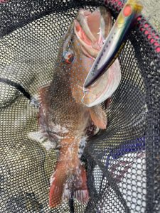 ★沖縄うるま店リーフウェーディング釣行★