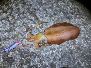 レッドモンスター降臨！？テトラ下のギャフ撃ち！！