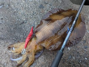 🦑最後の追い上げ！夕マズメのエギング釣行🦑