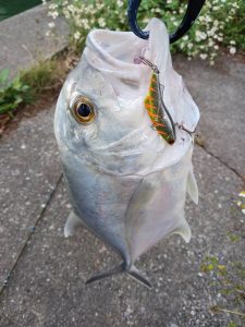 ☆沖縄うるま店釣果情報☆