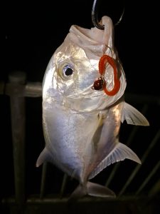 ☆沖縄うるま店釣果情報☆