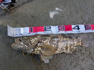 🦍沖縄うるま店釣果情報・良型ミーバイ捕獲🦍