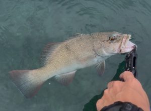 🐟沖縄うるま店釣果情報🐟台風開けSUP！