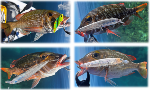 🐟沖縄うるま店釣果情報🐟灼熱リーフSUP🎣