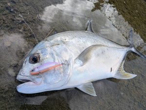 🦍沖縄うるま店釣果情報🦍水路でのナブラ撃ち