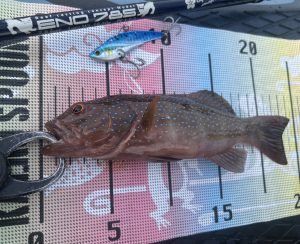 🐟沖縄うるま店釣果情報🐟SUPポイント調査