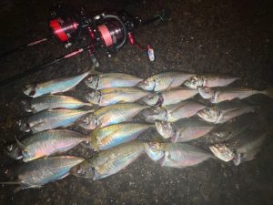 アジング釣果情報！