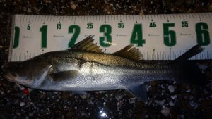 ★☆★涸沼釣果情報★☆★