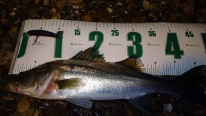 ☆★☆涸沼釣果情報☆★☆