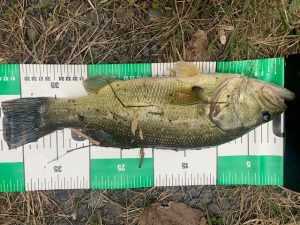 ブラックバス釣果情報!