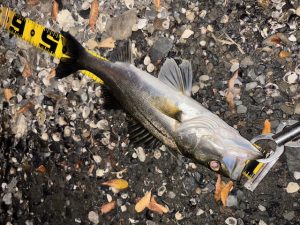 シーバス釣果情報！