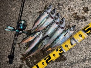 熱海のデカサバ祭り！