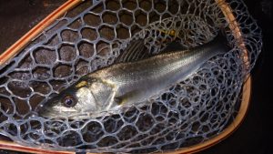 シーバス三〇分フィッシング!★☆★涸沼川釣果情報★☆★