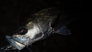 まだまだ行ける!!☆★☆涸沼釣果情報☆★☆