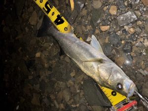 シーバス釣果情報( ^)o(^ )