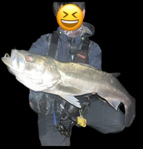 シーバス釣果情報！