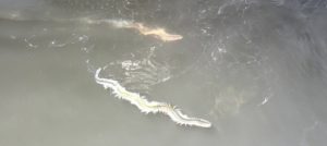 ワクワクどきどきの初場所攻略★☆★利根川釣果情報★☆★